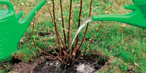 Kako zalijevati ribizle